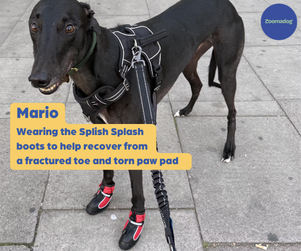 Greyhound and Whippet Dog Boots product image 41