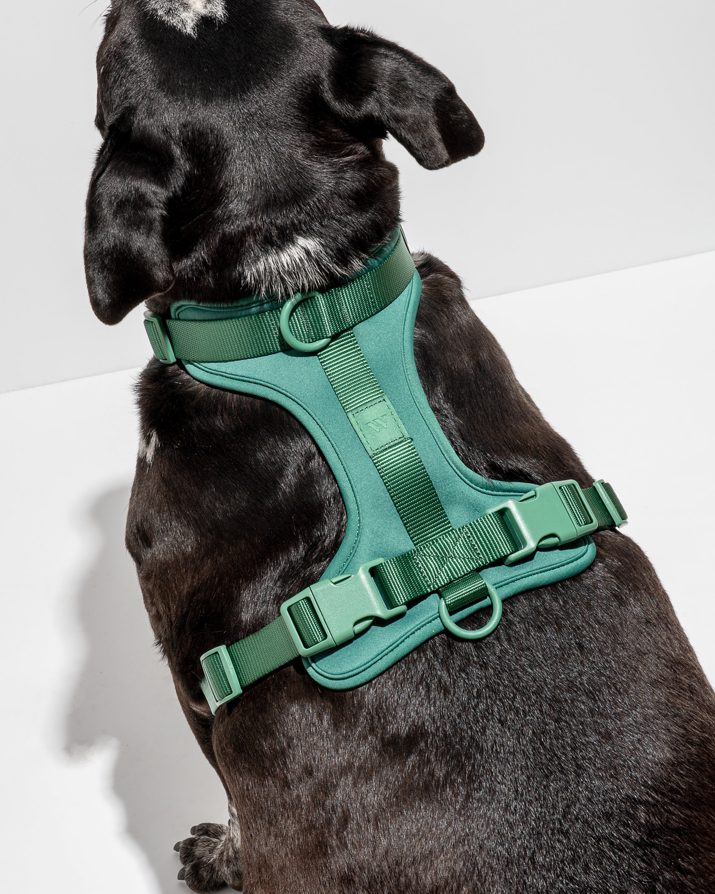 Cushioned No-Pull Dog Harness product image 21