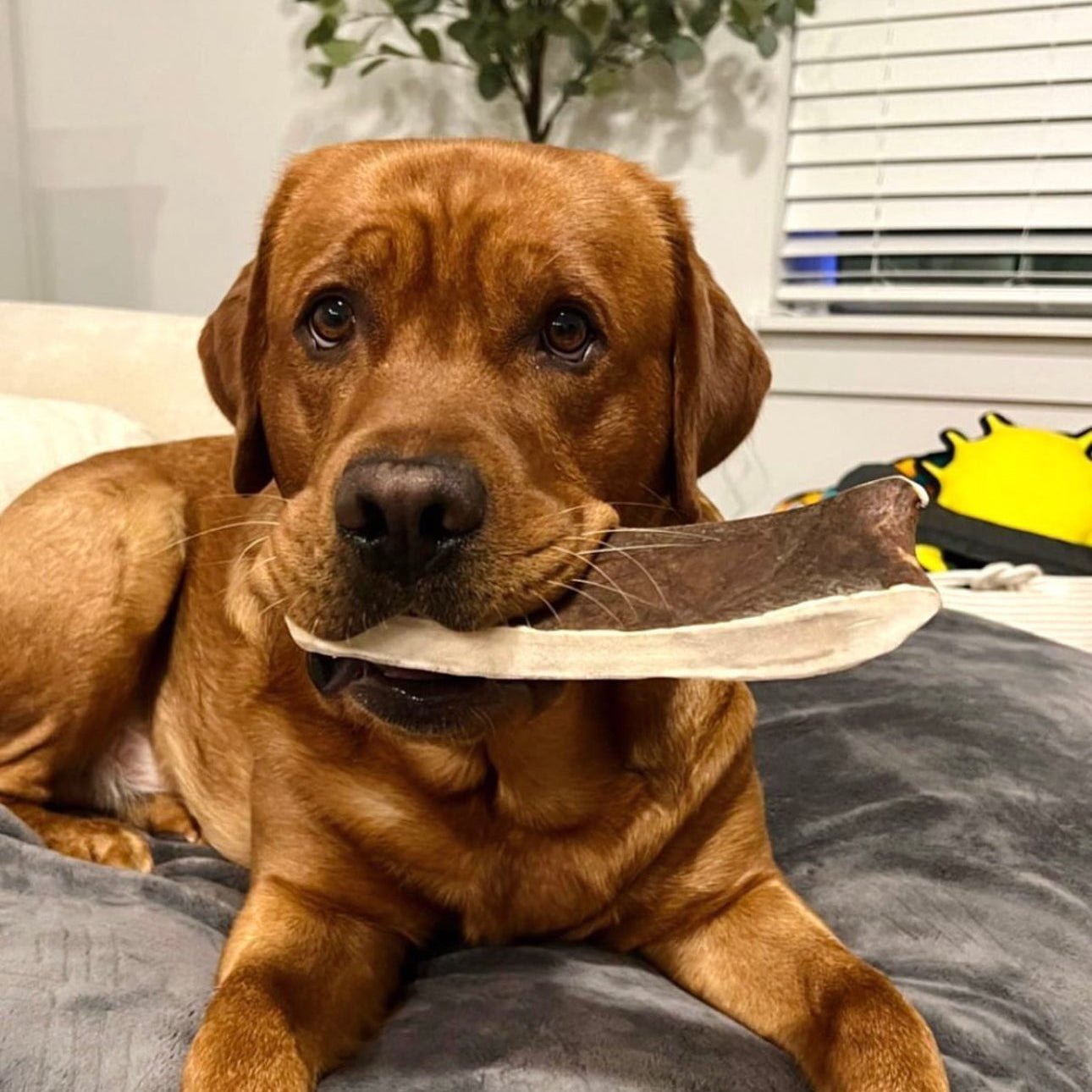 Moose Antler Paddle Dog Chew product image 8