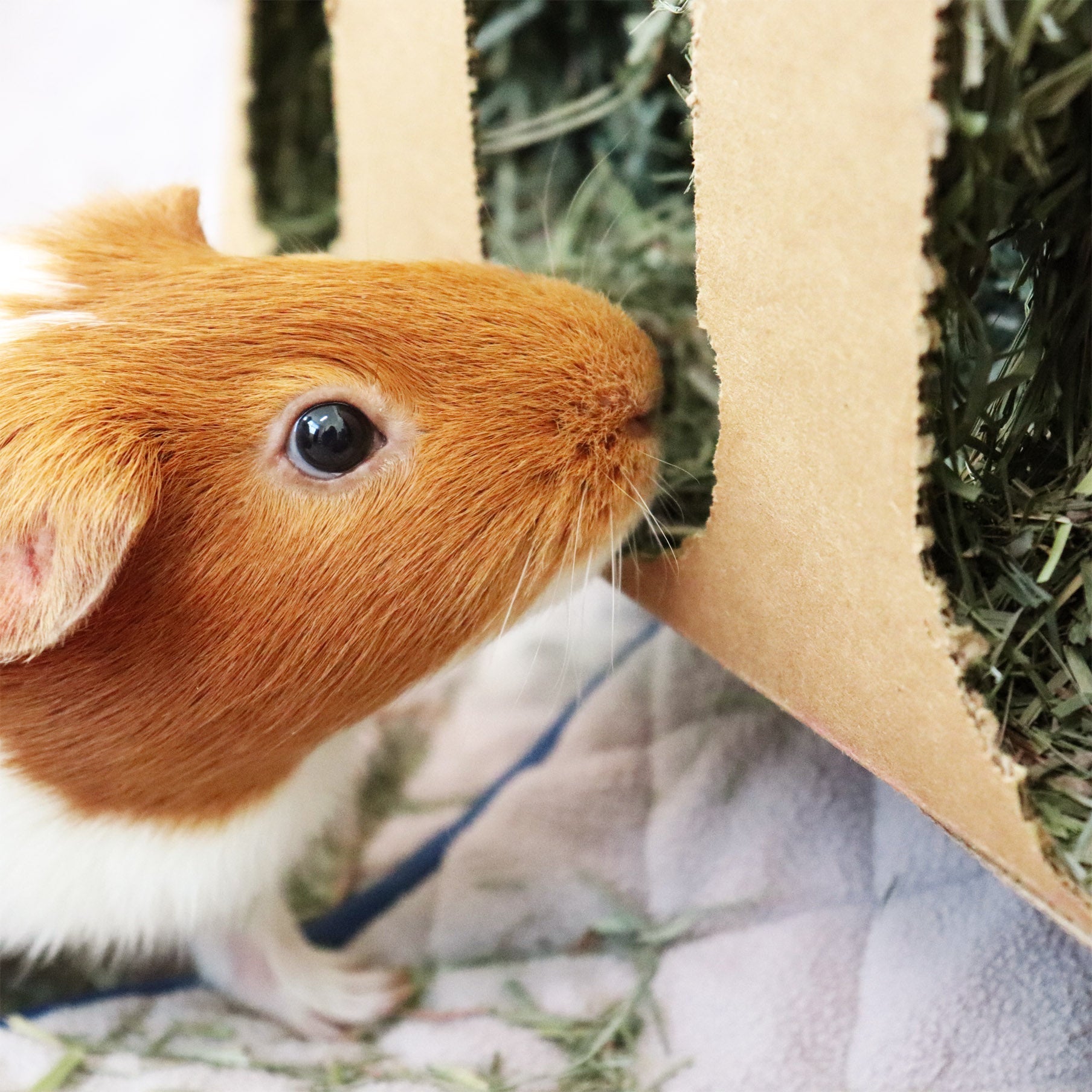 Orchard Hay Boxes for Small Pets product image 3
