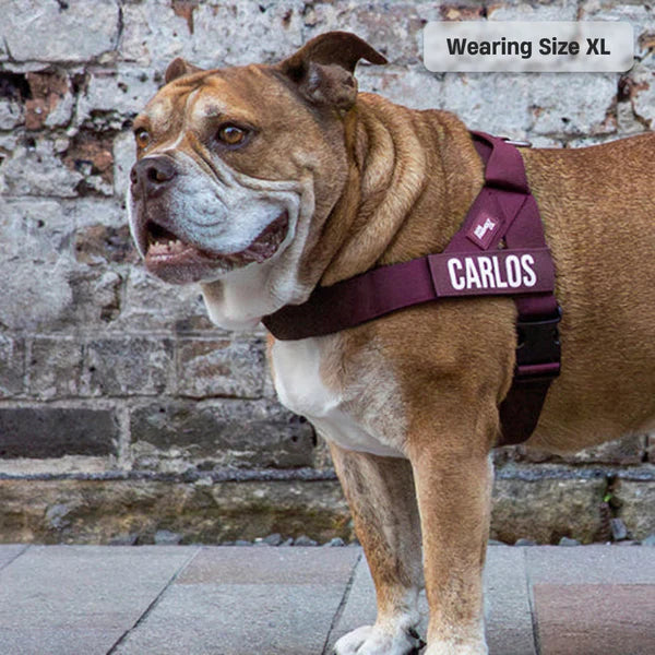 Adjustable Grab-Handle Dog Harness product image 73