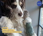 Breathable Rubber Dog Boots product image 31