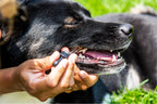 Pet Dental Drops product image 4
