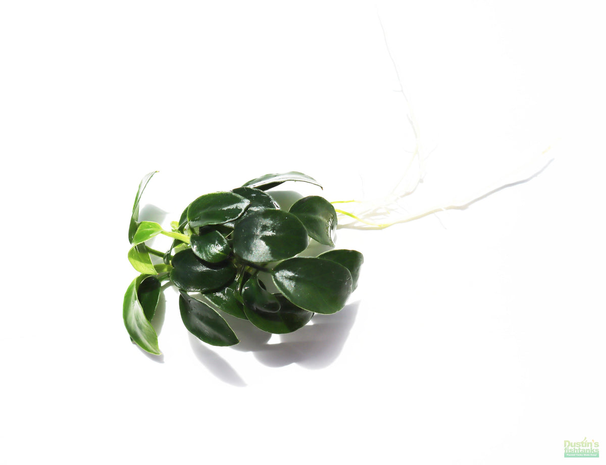 Live Anubias Nana Petite Aquarium Plant product image 18