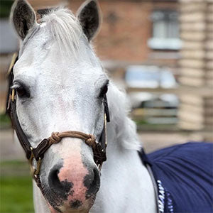 Hybrid Horse Halter product image 3
