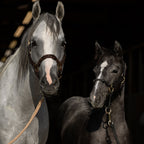 Hybrid Horse Halter product image 5