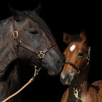 Hybrid Horse Halter product image 6