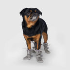 Hot Pavement Dog Boots product image 4
