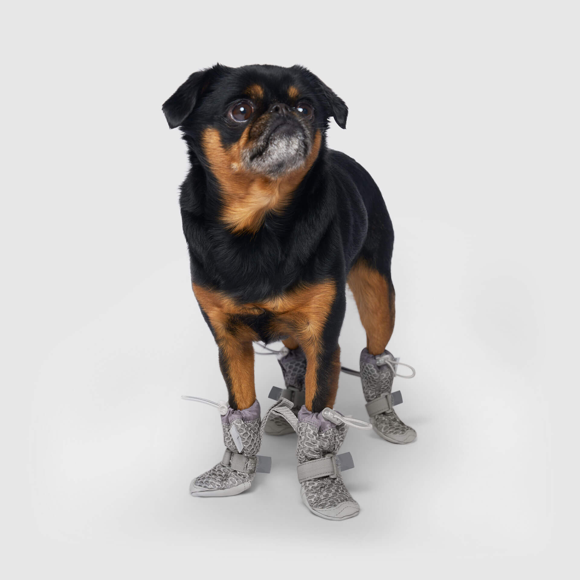 Hot Pavement Dog Boots product image 4