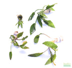 Cryptocoryne Aquarium Plant Pack product image 1