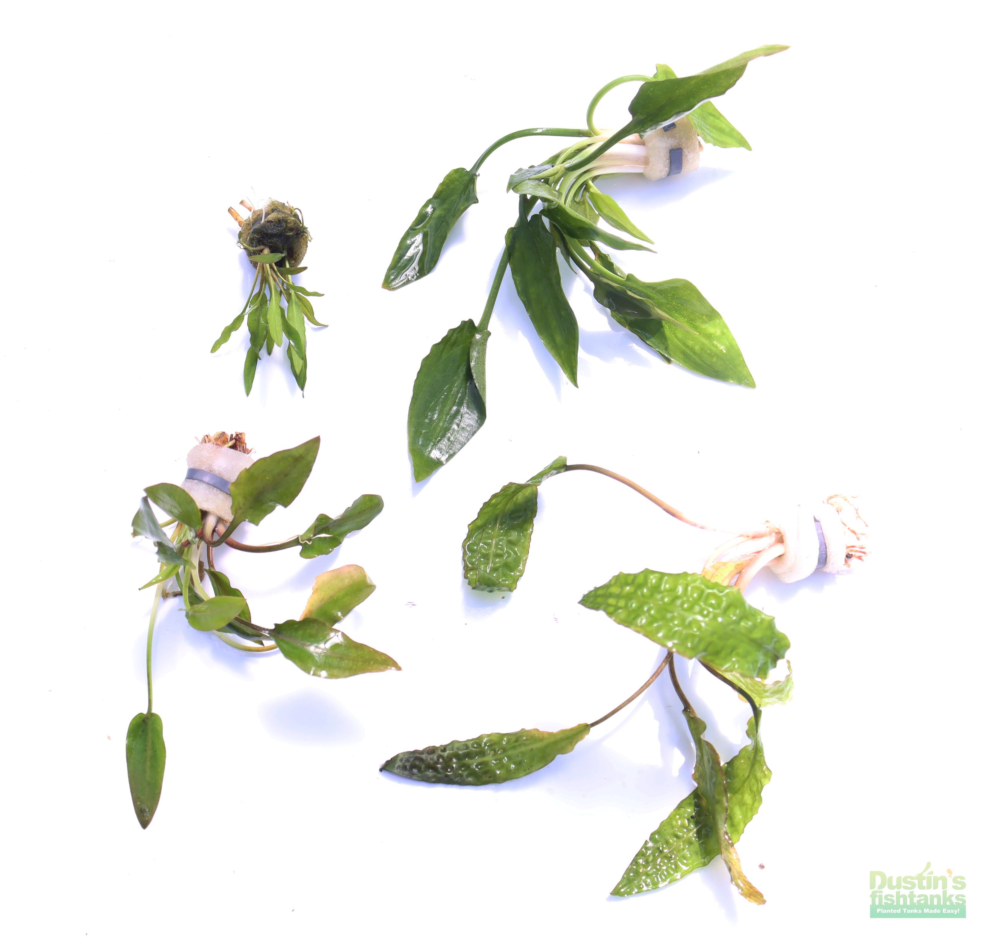 Cryptocoryne Aquarium Plant Pack product image 1