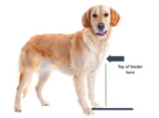 Elevated Double Dog Bowl Stand product image 17