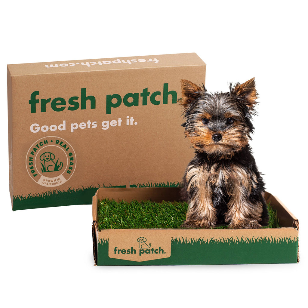Pet Grass Patch product image 1