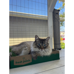 Pet Grass Patch product image 11
