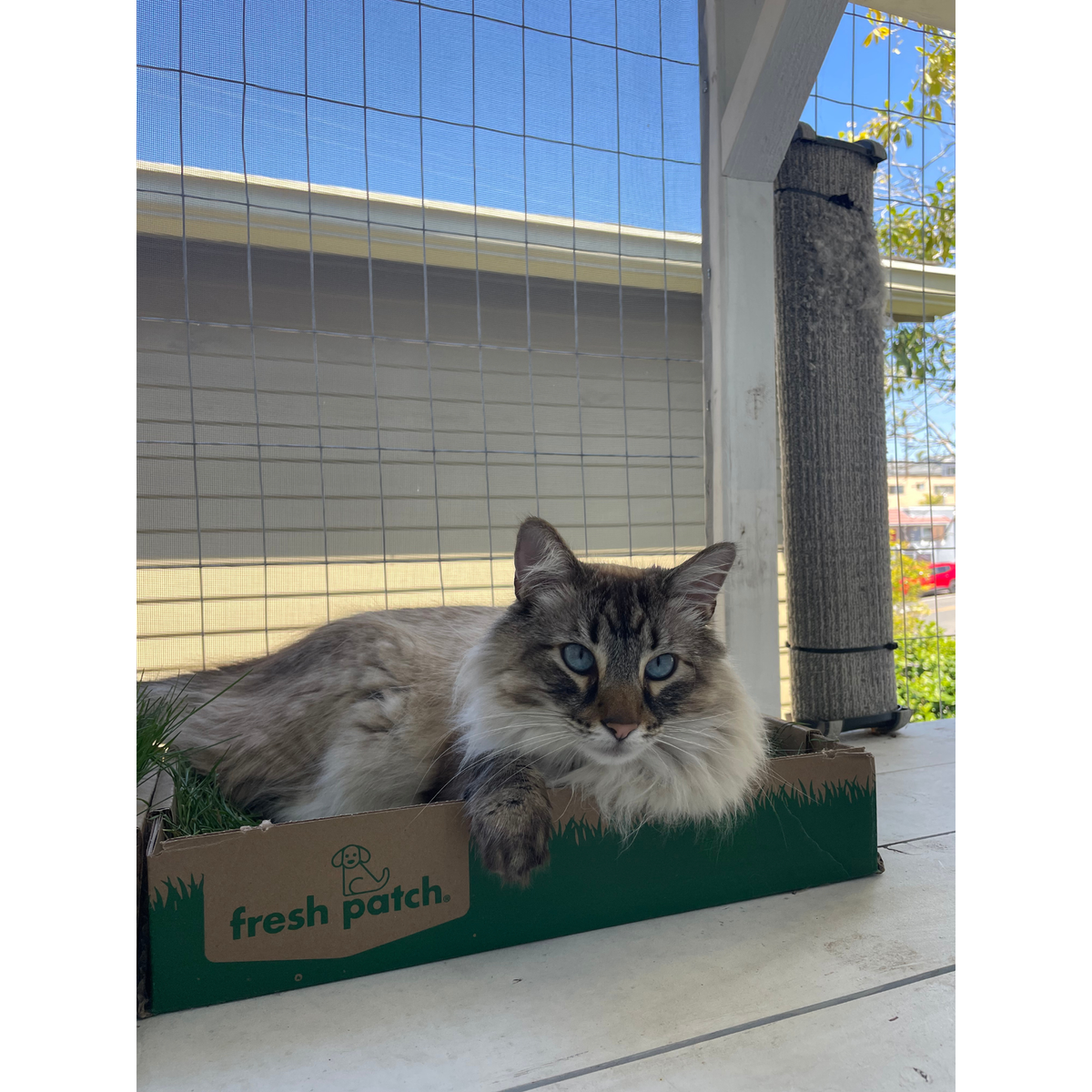 Pet Grass Patch product image 11