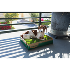 Pet Grass Patch product image 12