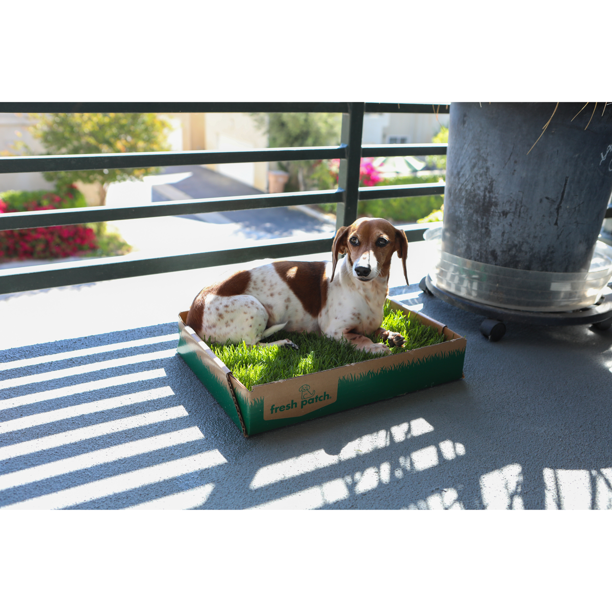 Pet Grass Patch product image 12