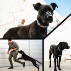 Dog Harness product image 6