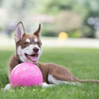 Dog Fetch Ball product image 2