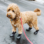 Dog Booties product image 2