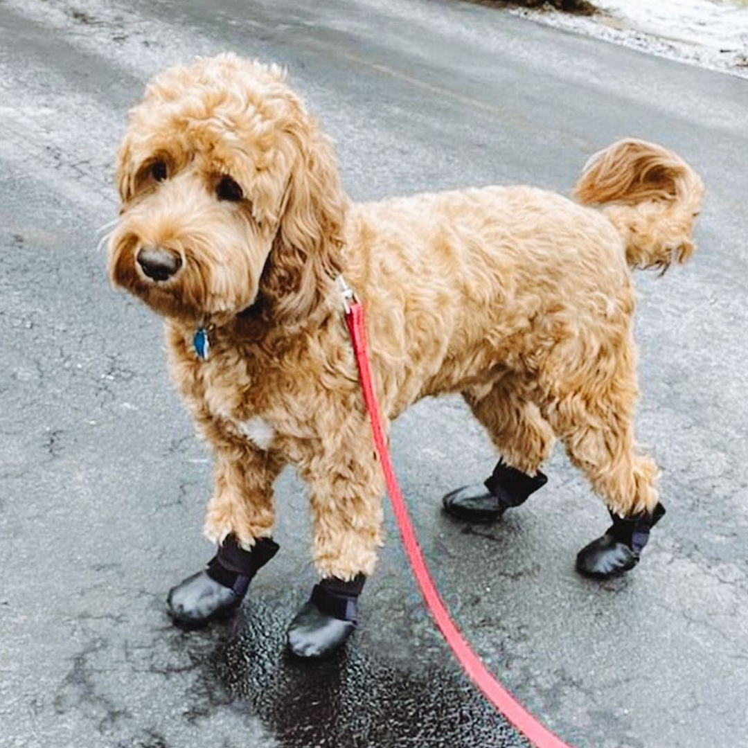 Dog Booties product image 2