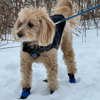 Dog Booties product image 5