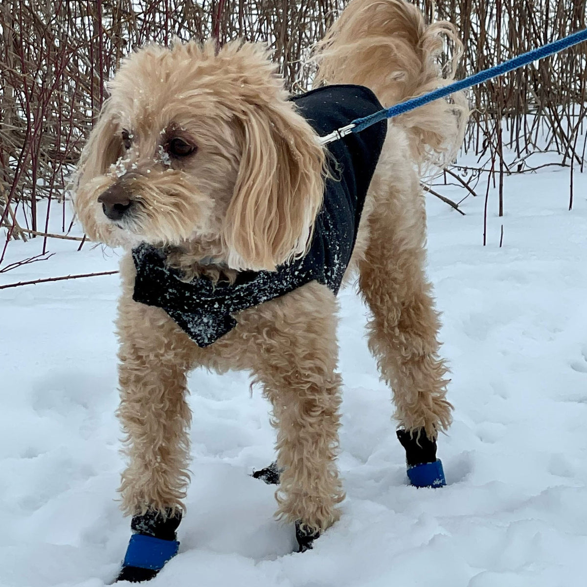 Dog Booties product image 5