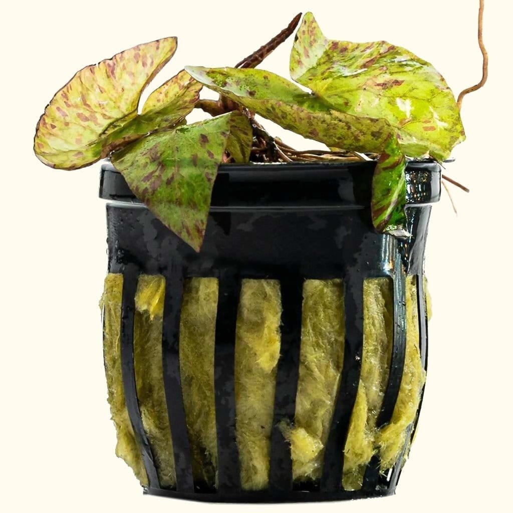 Tiger Lotus Bulb product image 1