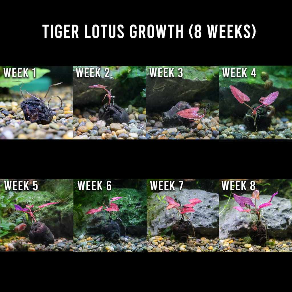 Tiger Lotus Bulb product image 2
