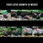 Tiger Lotus Bulb product image 2