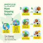 Tiger Lotus Bulb product image 5