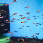 Sinking Fish Pellets product image 2