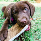 Moose Antler Paddle Dog Chew product image 10