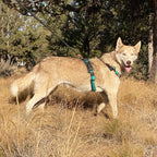Adjustable Dog Harness product image 5