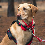 Adjustable Dog Harness product image 6