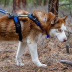 Adjustable Dog Harness product image 12
