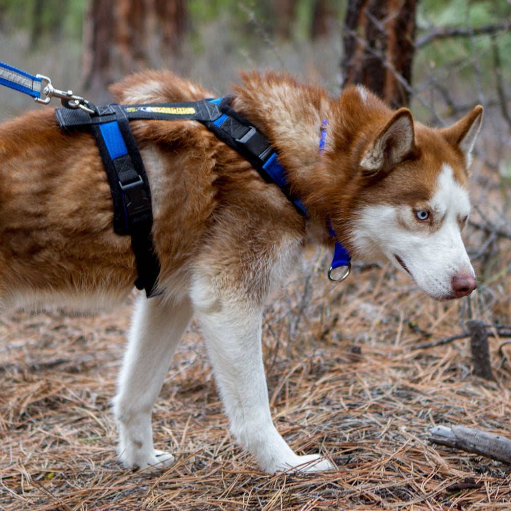 Adjustable Dog Harness product image 12