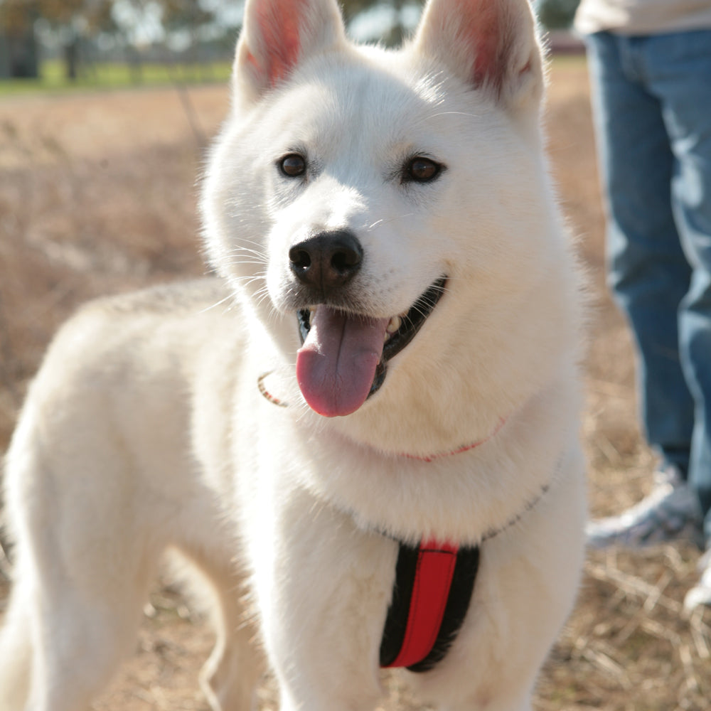 Adjustable Dog Harness product image 13
