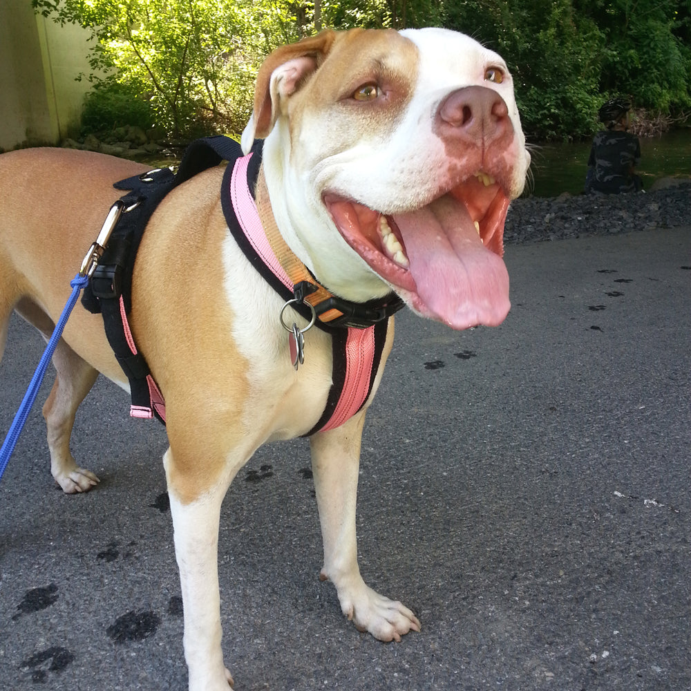 Adjustable Dog Harness product image 17