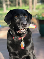 Nylon Dog Chew Toy product image 8