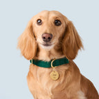 Dog Collar product image 4