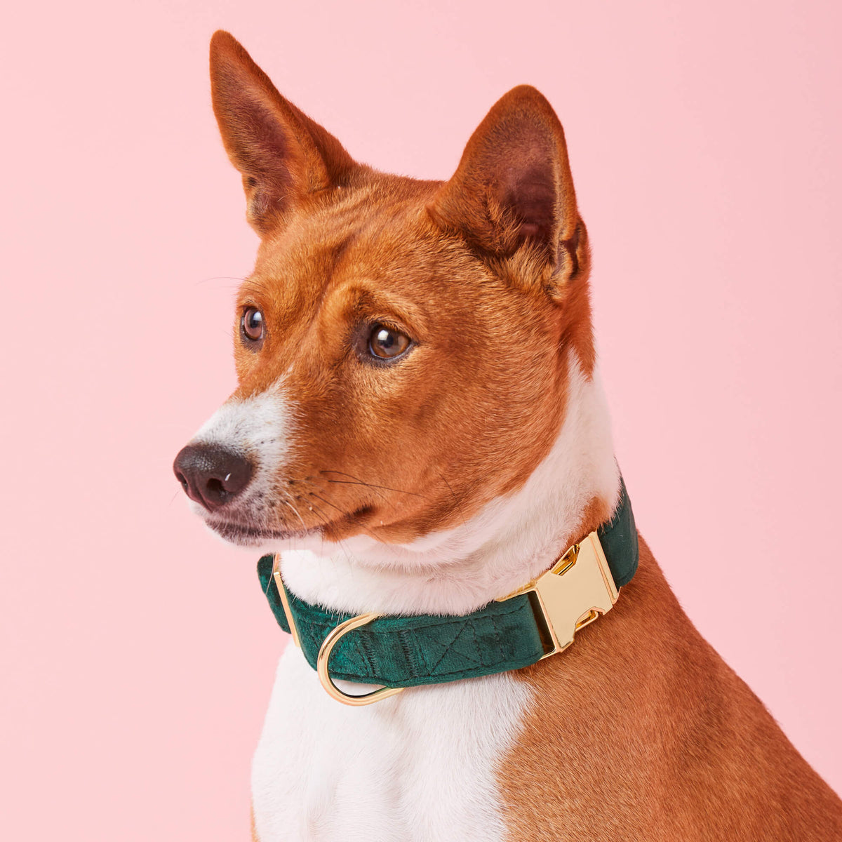 Dog Collar product image 5