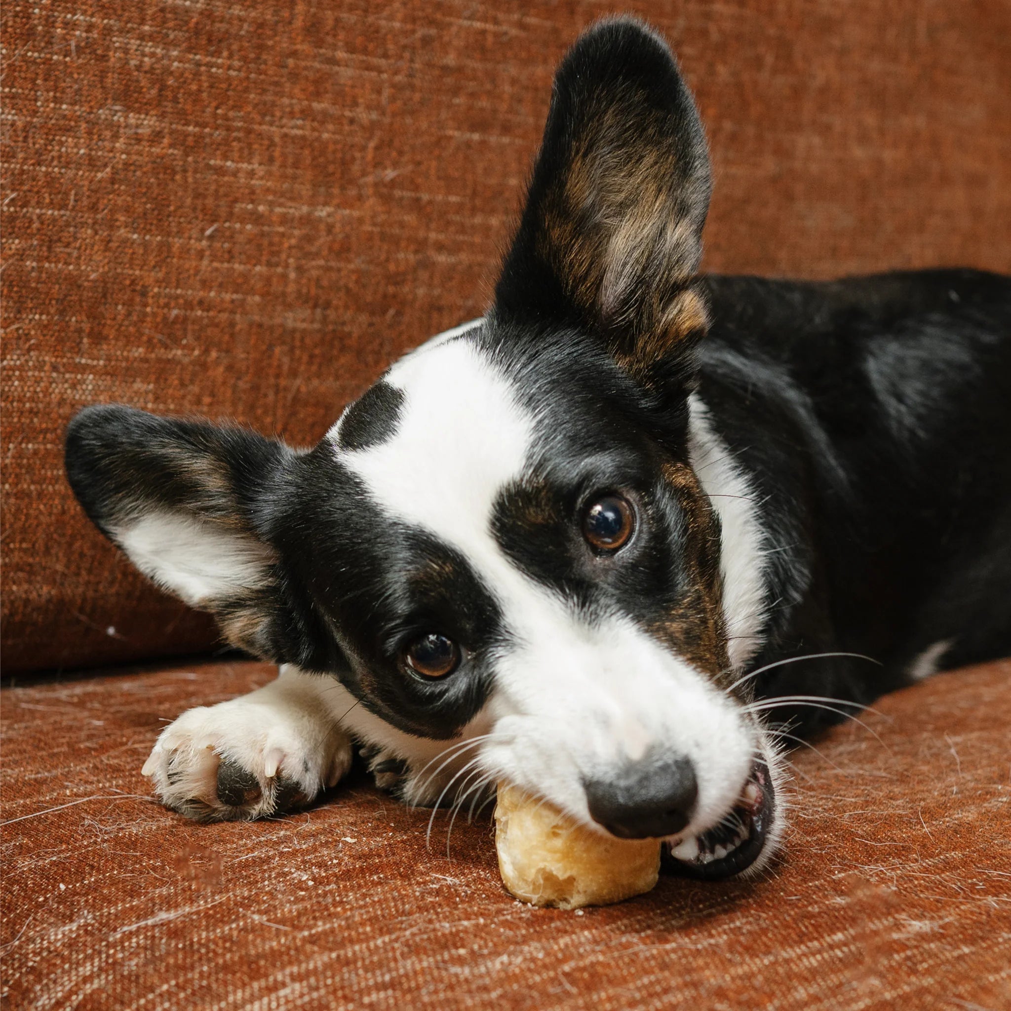 Yak Cheese Puff Dog Treats product image 2
