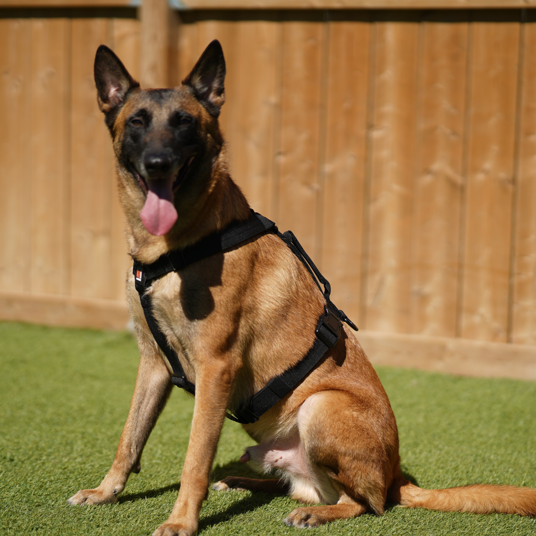 Working Dog Harness product image 3