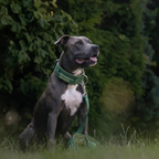 Padded Dog Collar and Leash Set product image 7