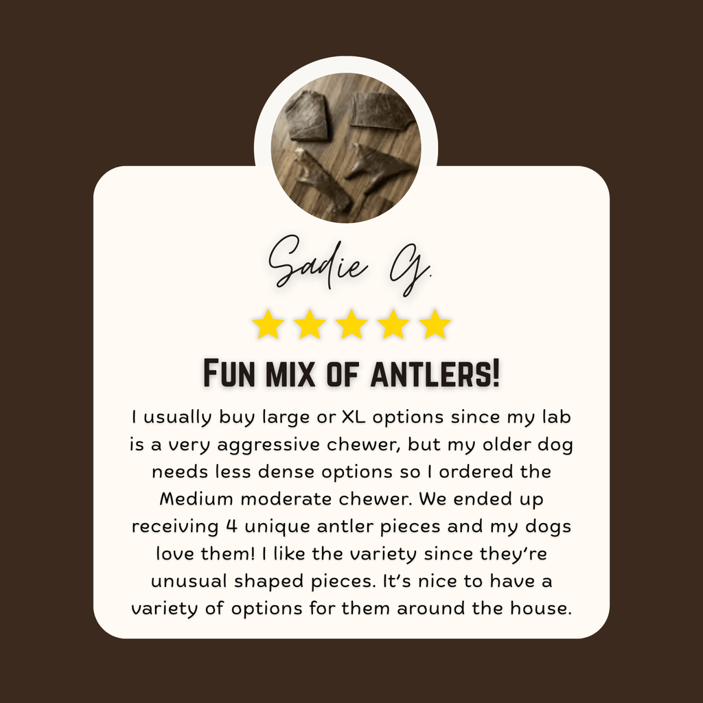Moose Antler Dog Chew Assortment product image 3