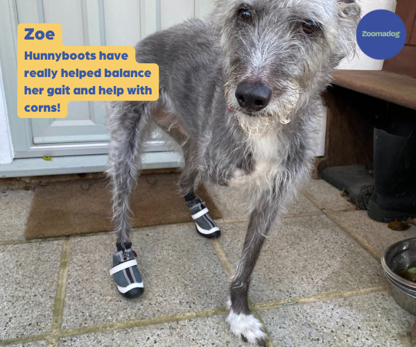 Greyhound and Whippet Dog Boots product image 28