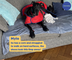 Greyhound and Whippet Dog Boots product image 45