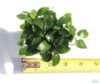 Live Anubias Nana Petite Aquarium Plant product image 17