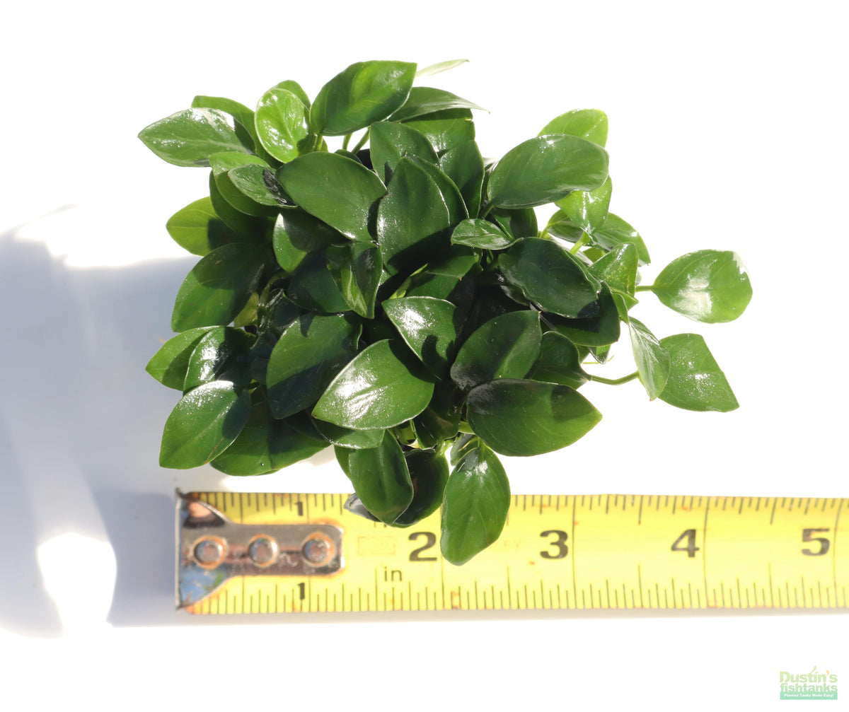 Live Anubias Nana Petite Aquarium Plant product image 17